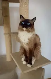 Krytí ragdoll kocourkem