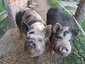 Kune Kune