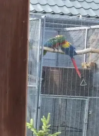 Par ara macao x Ara harlekin