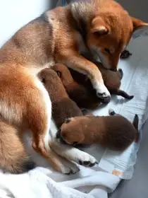Shiba inu s PP FCI