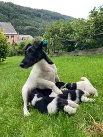 Foxteriér hladkosrstý
