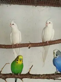 Korela albino