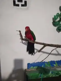 Prodám papouška karmínového 1/0