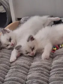 Koťátko Ragdoll