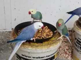 Alexandr malý mutace