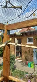 Agapornis