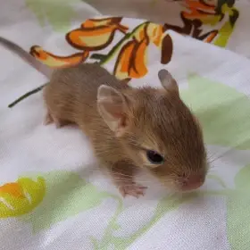 Osmák degu - kluci z CHS