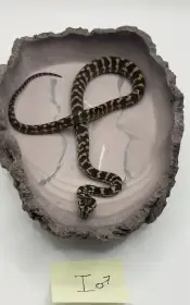 Mláďata pralesní krajty kobercové (Morelia spilota cheynei) 07/25