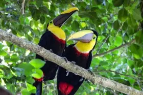 Ramphastos toco 3.3, Ramphastos dicolorus 1.1