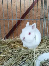 Prodám zakrslé králíčky hermelíny červenooké.