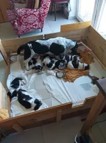 Basset Hound štěňátka s PP k odběru od 5. 9. 2025