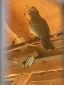 Prodám letošní mladé a loňského samce