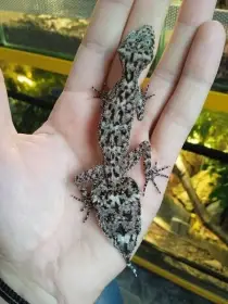 Goniurosaurus spp., Eublepharis angramainyu, Phyllurus amnicola