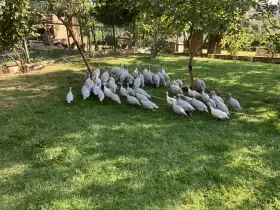 Perlička