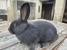 Vídeňský modrý