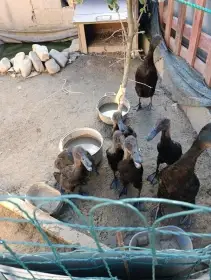 Indický běžec