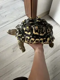 Prodám želvu Pardálí