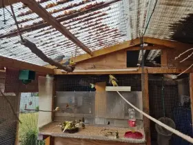 Prodám 25ks kanárků a 6 holoubků diamantových (ruším voliéru)