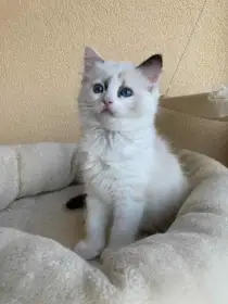Ragdollí koťátka