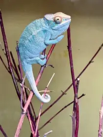 Furcifer Pardalis Nosy Be