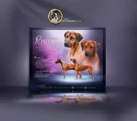 Letáčky pro chovatele, web stránky & focení psů Praha východ