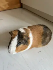 Daruji morče do dobrých rukou