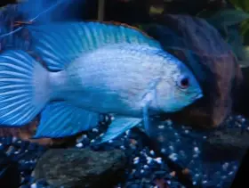 Akary Blue neon