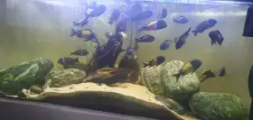 Tropheus