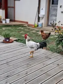Prodám