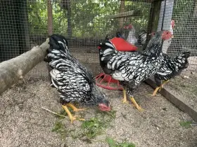 Wyandotka zdrobnělá stříbrná černě lemovaná, kohoutci