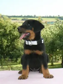 Beauceron - francouzský ovčák