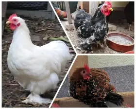 Zdrobnělá kočinka
