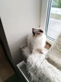 Kočička Ragdoll s PP