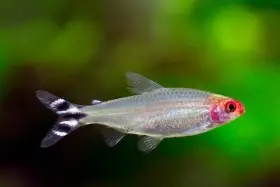 Tetra červenoústá - Hemigrammus rhodostomus