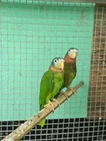 Amazoňan jamajský Amazona collaria