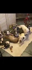 American Bully xl