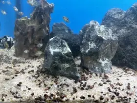 Cichlida papouščí polar blue