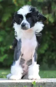 Izzy naháč (mezityp)