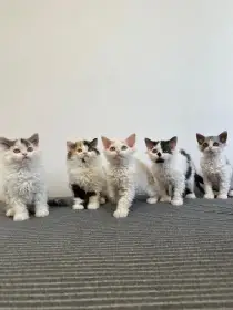 Selkirk rex - jedinečné a málo početné plemeno