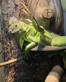 Leguan