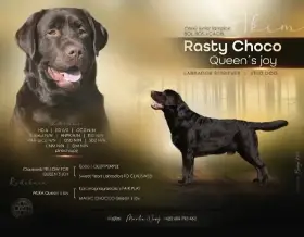 Čokoládová štěňátka Labradorského retrívra s PP