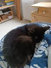 Kocorek