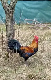 Prodám kohouty České zlaté kropenky