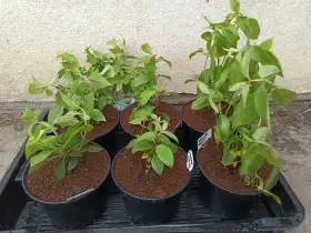 Hortenzie