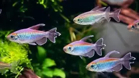 Tetra konžská (Phenacogrammus interruptus)