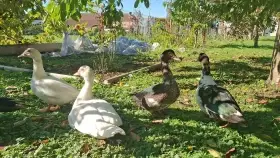 Kachny pižmové