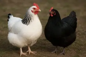 Sháním kuřice