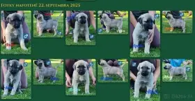 Kangal Çoban Köpegi šteňátka