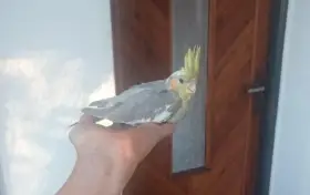 Korely
