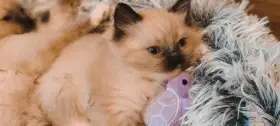 Ragdoll bez PP